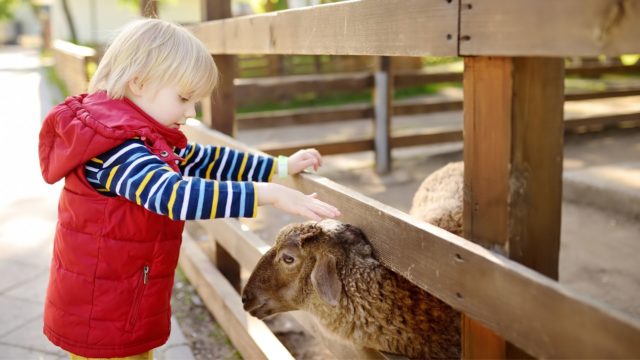 Abbeyleix Manor Hotel_Pet Farm Fun